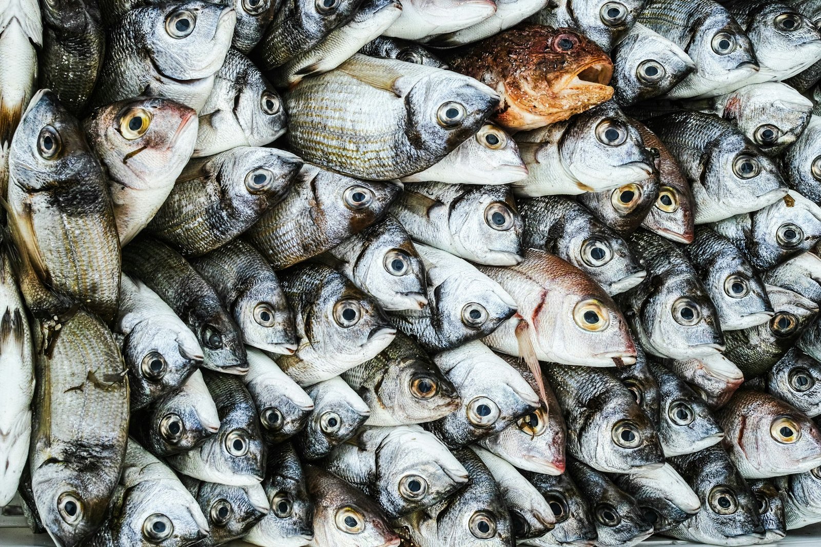 Pesce di Mazara del Vallo